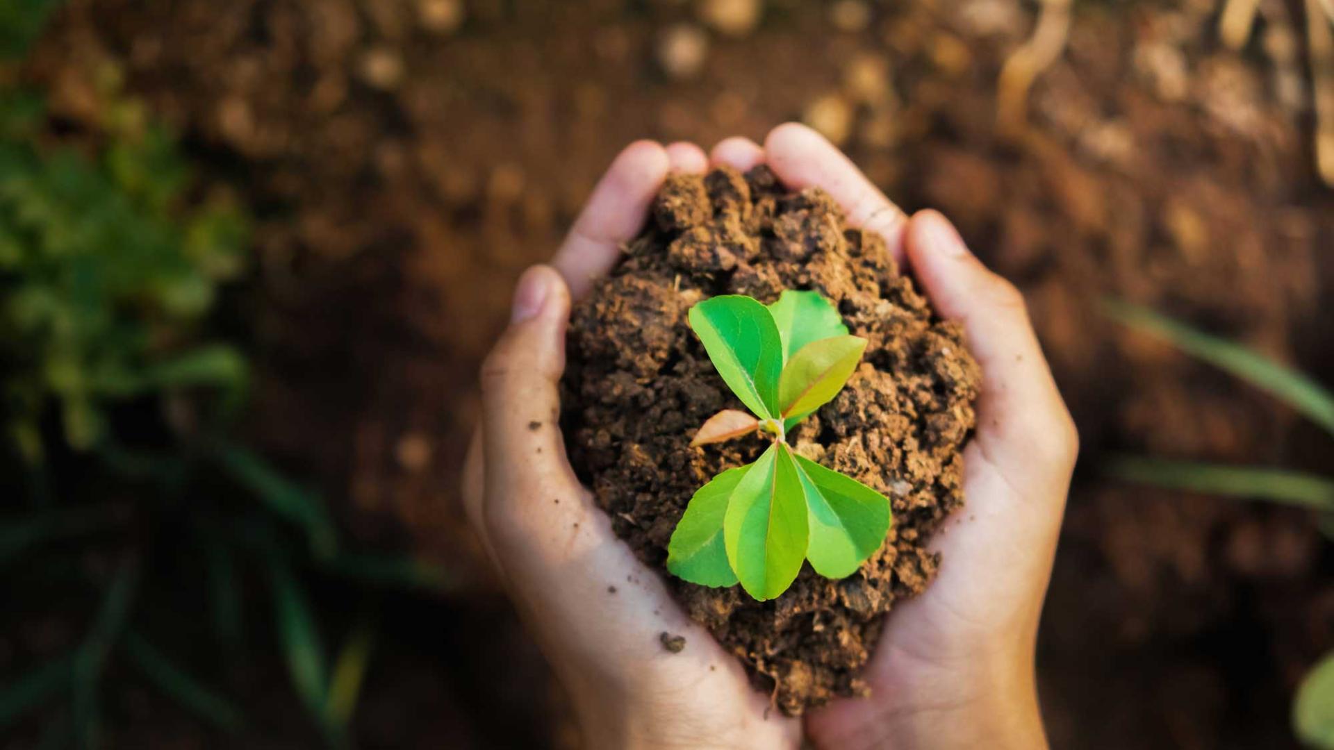 Mani che tengono terra con una piantina verde, simbolo di crescita e sostenibilità.